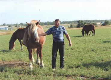 Лошадь тяжеловоз